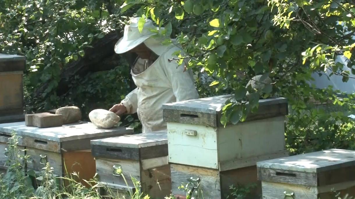 土耳其蜂蜜产量位居世界第二