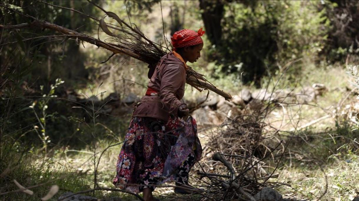 Tanzania, el país con la mayor deforestación del mundo, busca producir un "carbón ecológico"