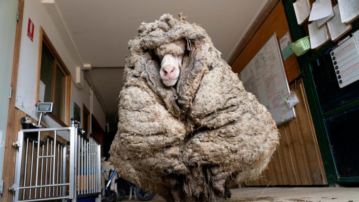 澳大利亚一绵羊脱下厚重的绵衣