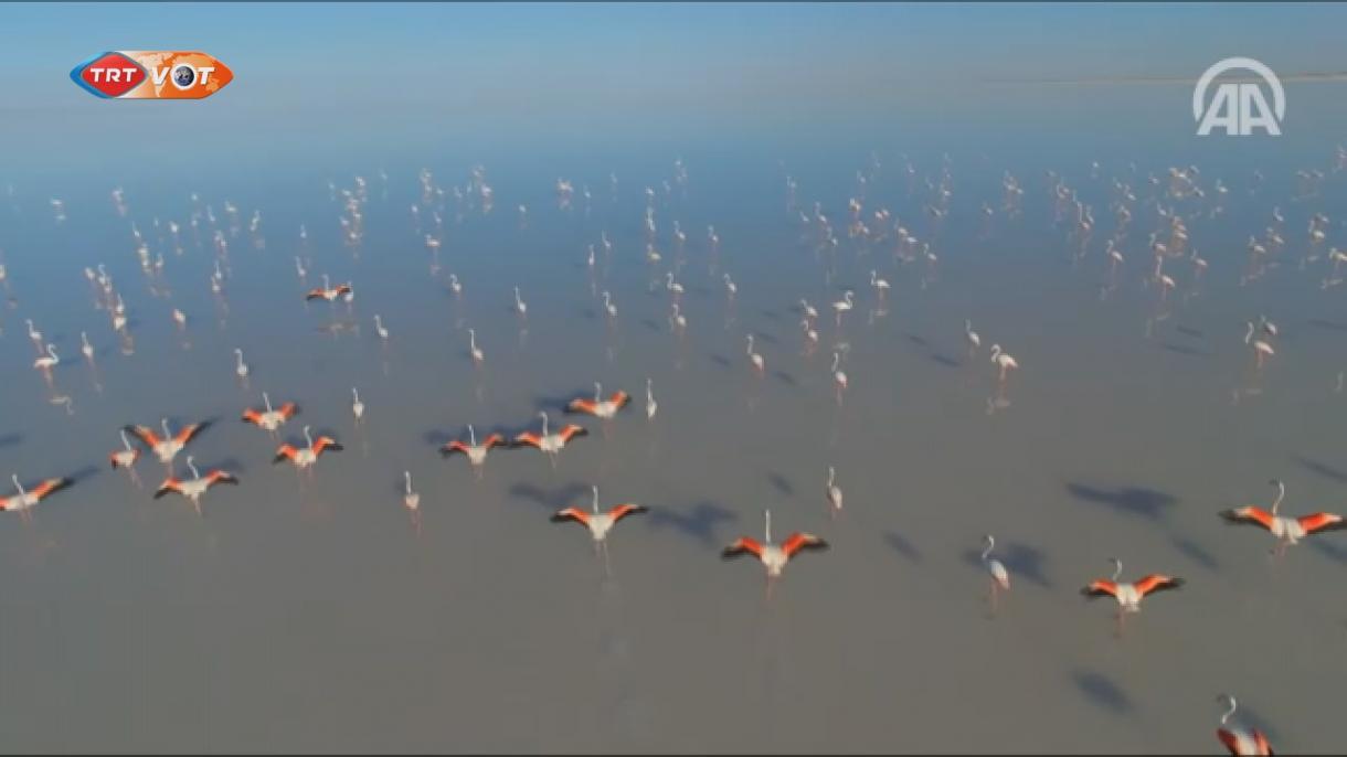 Flamingók találhatóak meg a Tuz-tó partjain