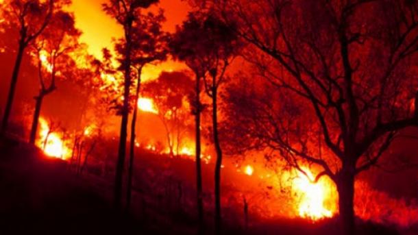 印度北部森林火灾蔓延致7人丧生