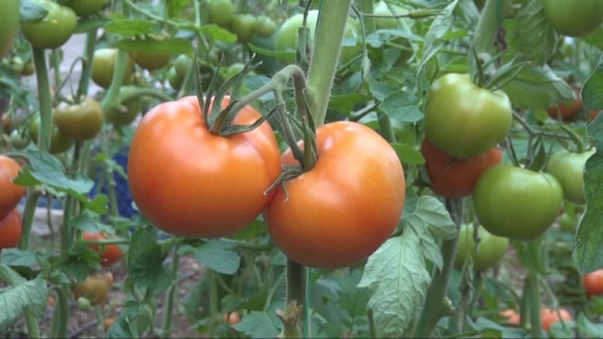 Türk pomidoru Rus bazarlarına daxil oldu