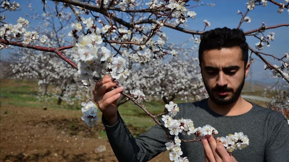 Llega la primavera a la capital mundial del albaricoque, en Turquía