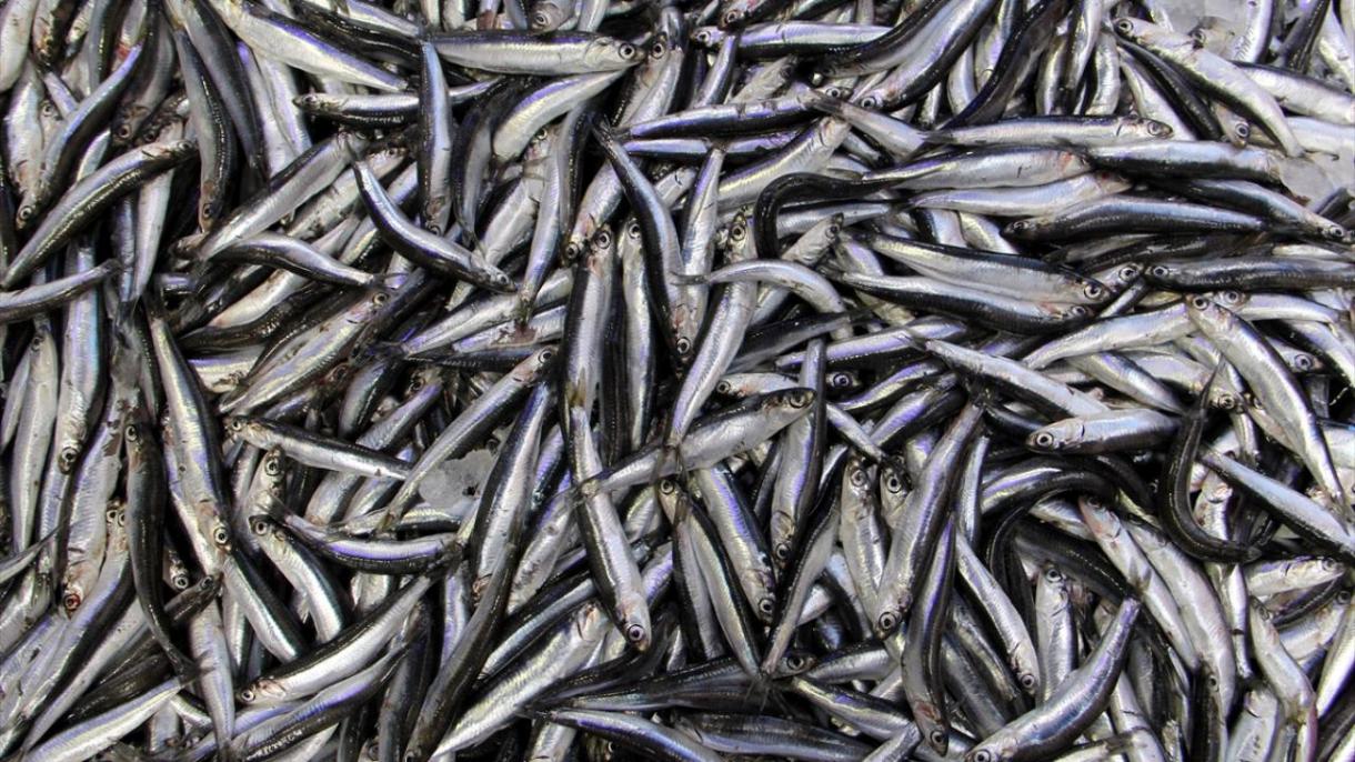 افزایش میزان صادرات ماهی آنچوی از ترکیه