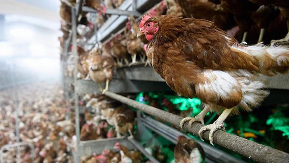 几内亚家禽养殖场出现禽流感