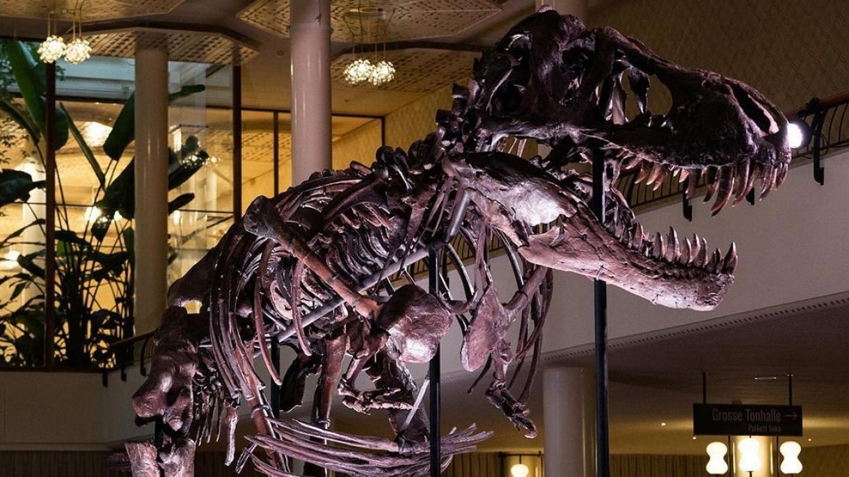 Fue vendido por 6,2 millones de dólares el fósil de Tyrannosaurus Rex en Suiza
