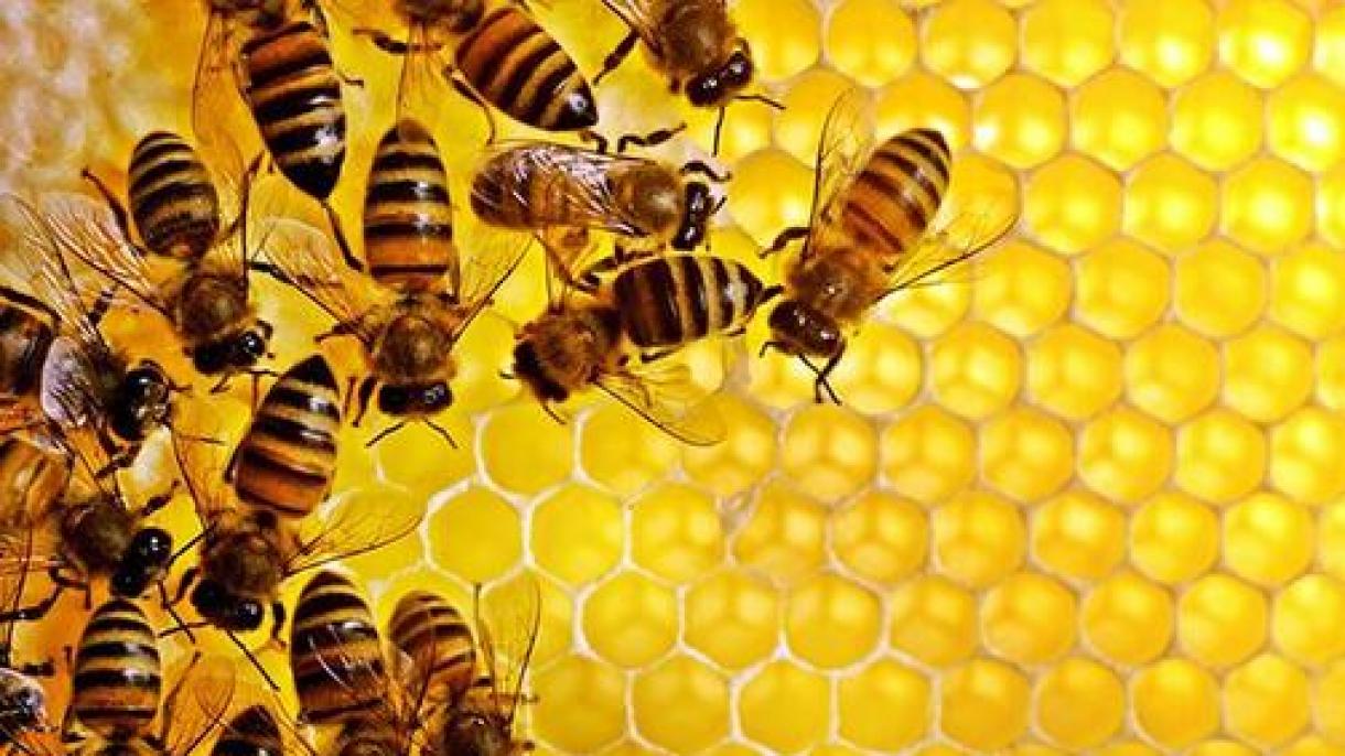 克罗地亚北部5000多只蜜蜂暴毙