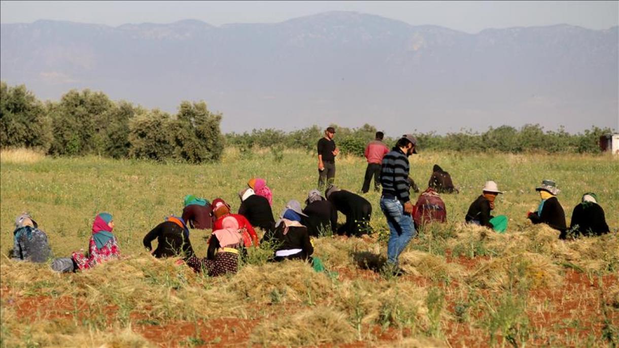 بمب عمل نکرده ؛ خطری تازه در کمین کشاورزان سوری