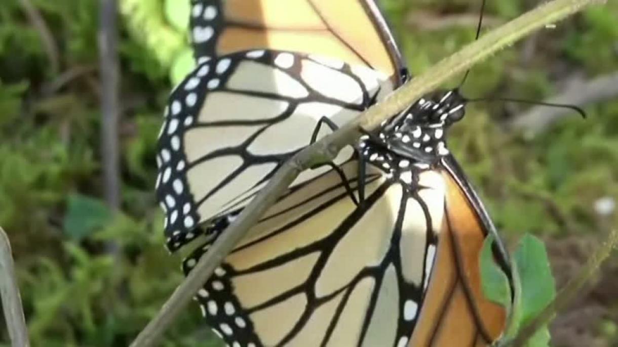 La mariposa monarca entra en la lista de especies en riesgo de extinción