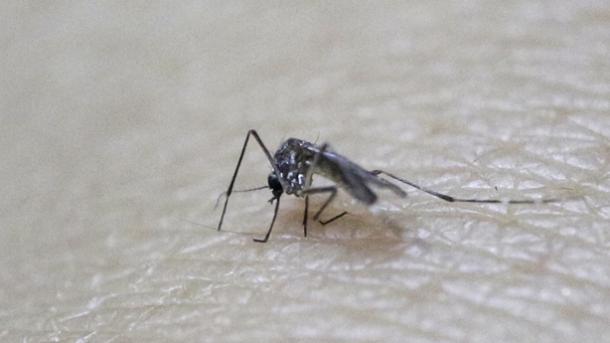 Castro quiere más disciplina contra el mosquito del Zika