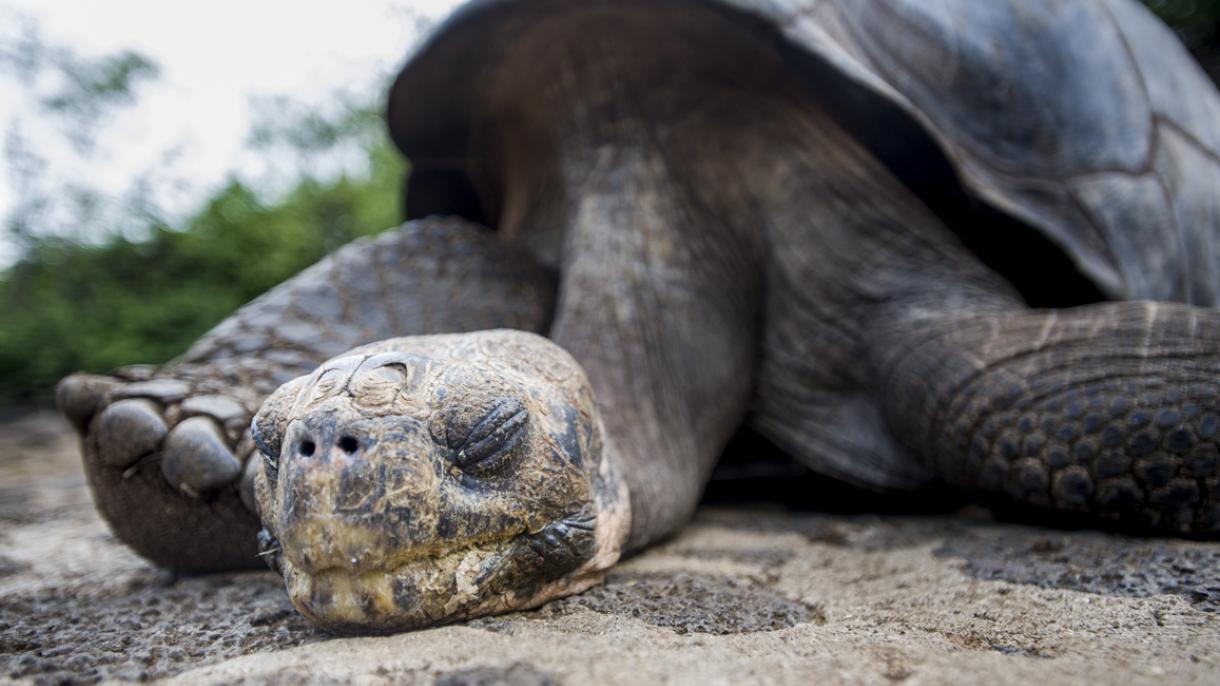 Cerca de 1.300 personas visitaron 'George', la tortuga emblemática de Galápagos