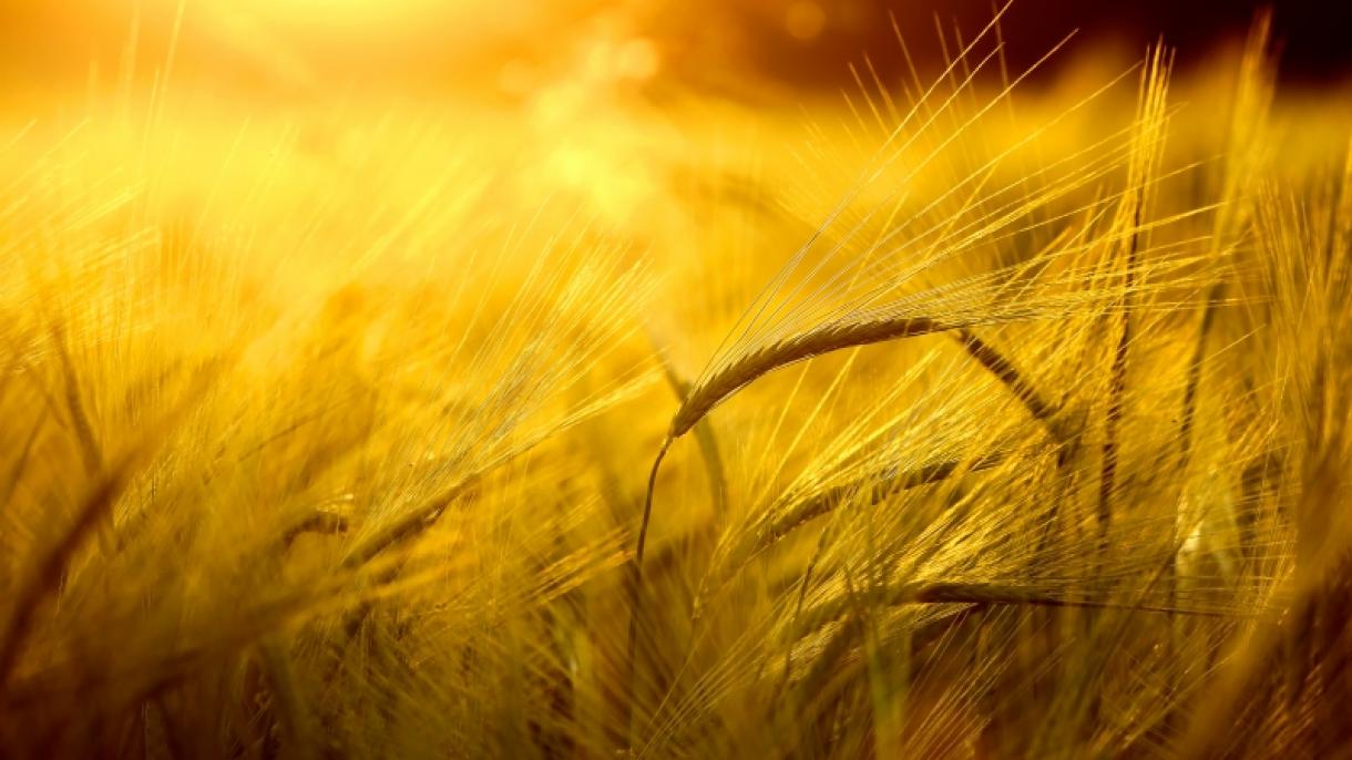 Gara Deňiz Galla Geçelgesi Ylalaşygynyň Möhledi 18-nji Iýula Çenli Uzadyldy