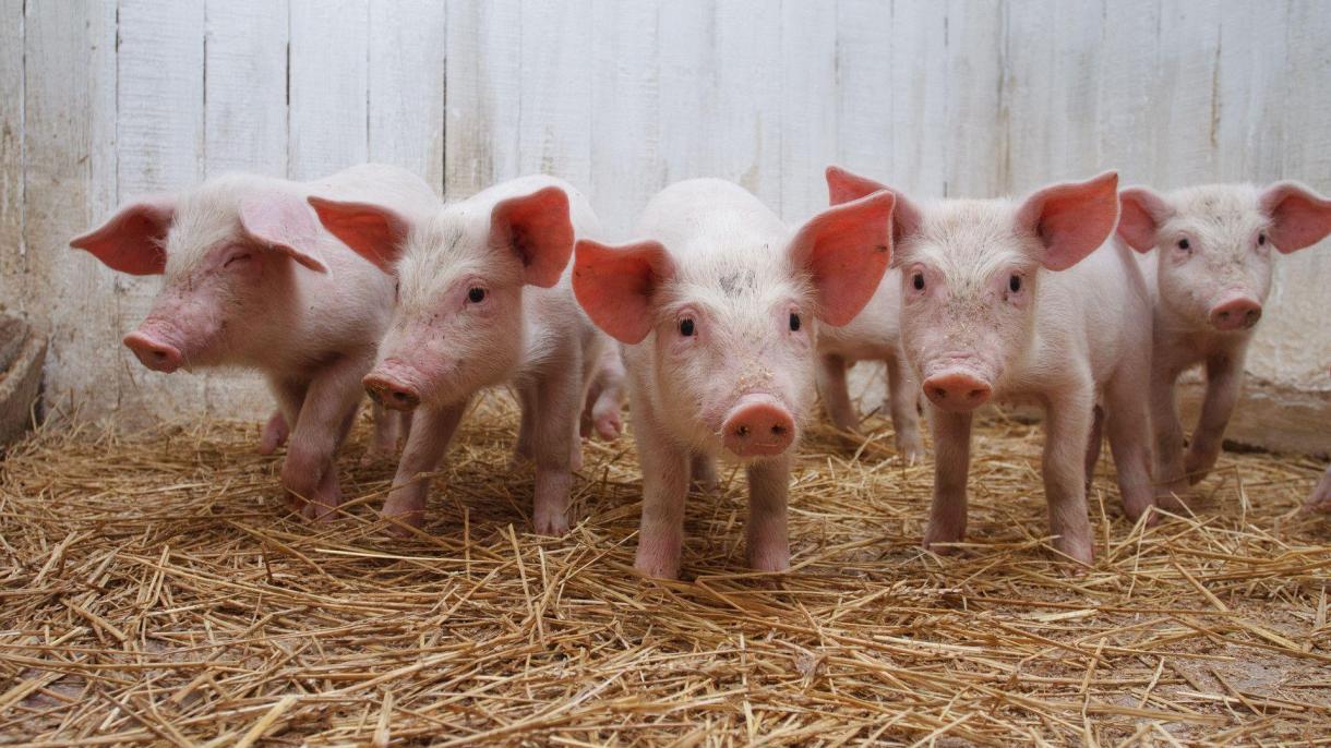 中国科学家利用基因技术培育低脂肪猪