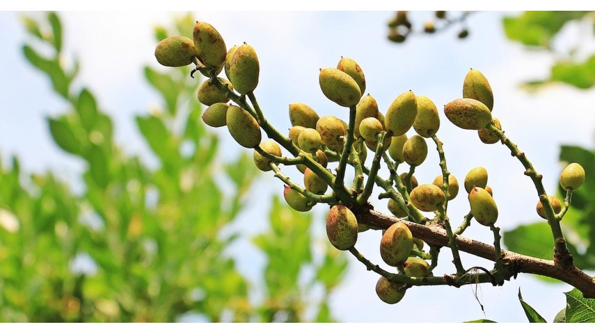 ¿Sabían que Turquía es uno de los productores de pistacho más importantes del mundo?