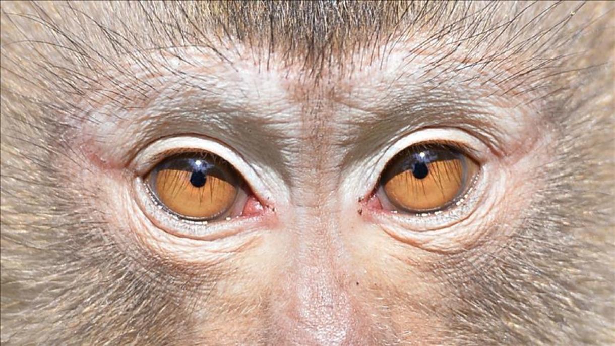 شناسایی نوع جدیدی از میمون ماکاک در چین