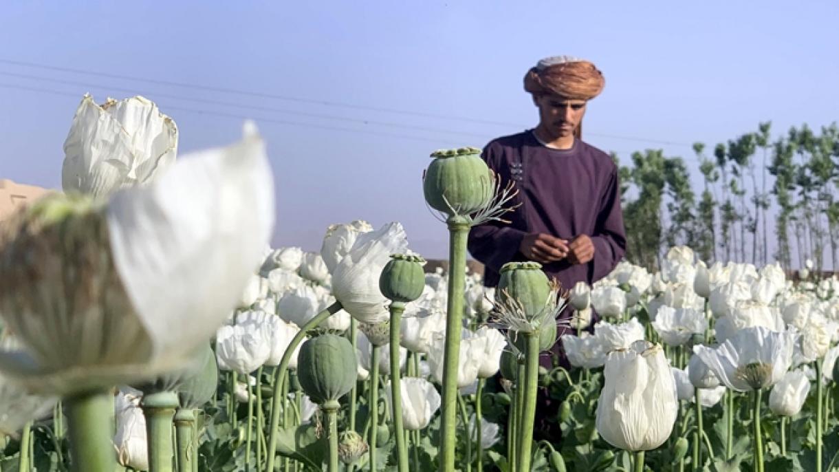 taliban afghanistanda kendir we köknar térishni pütünley cheklidi