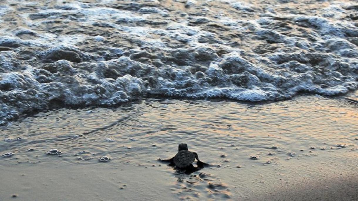 Las tortugas bobas (caretta caretta) y su primer encuentro con el mar