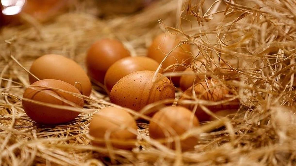 واردات تخم مرغ از کشورهای همسایه به ایران