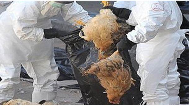 哈尔滨市发生禽流感疫情 1万8千只鹅死亡
