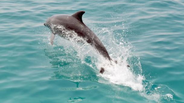 Tizenöt éven belül kipusztulhat a maui delfin