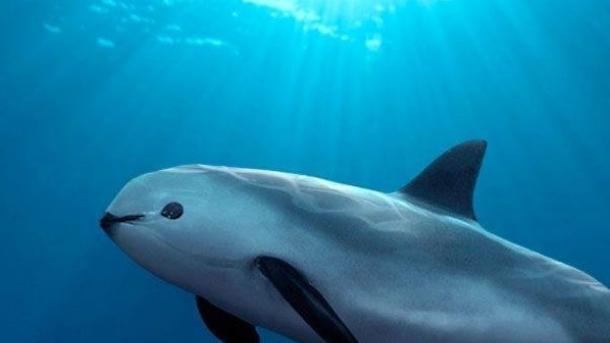México extiende la protección a la amenazada vaquita marina