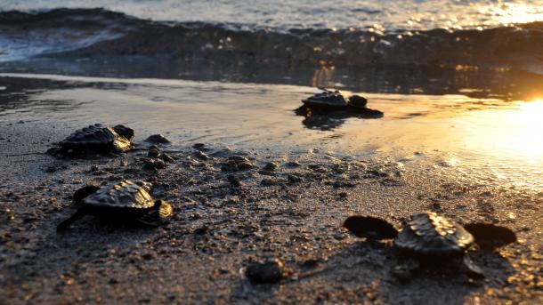 Las tortugas bobas serán protegidas por la iniciativa civil