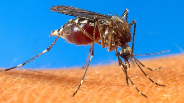 Alerta para aumento dos casos de dengue na América Latina e no Caribe