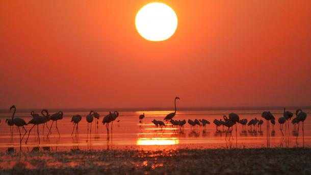 Turquía, un verdadero "paraíso de aves"