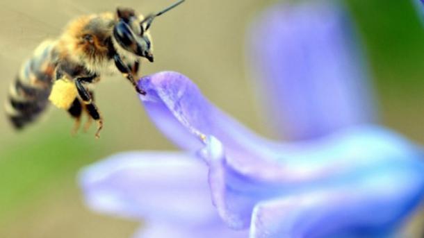 Το τσίμπημα μέλισσας δυναμώνει το ανοσοποιητικό σύστημα