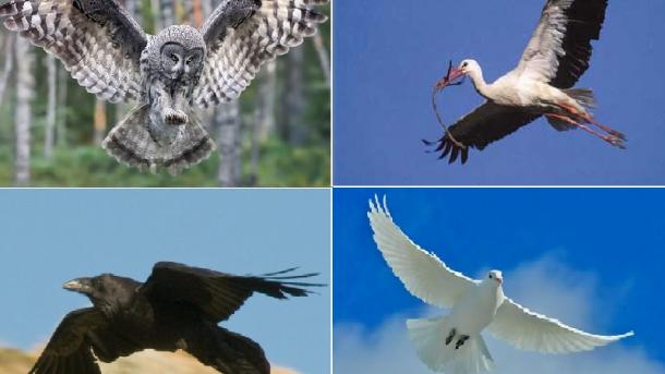 Desvelan la evolución genética de las distintas especies de aves