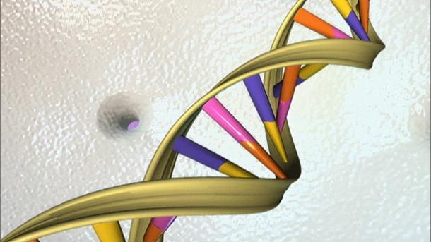 Az emberi genom idegen eredetű géneket is tartalmaz