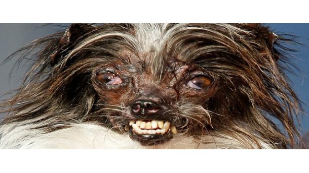 مسابقه زشت ترین سگ دنیا در آمریکا