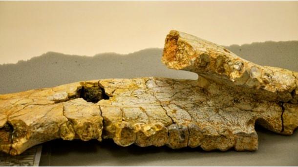 Hallados fósiles de 8 millones de años en Kırşehir