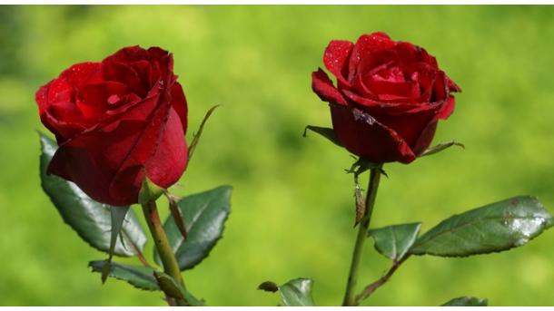 La famosa rosa de Isparta viaja a Japón