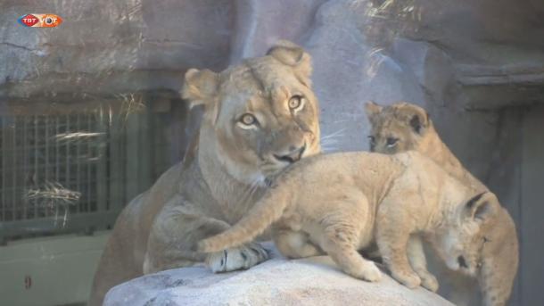 美国丹佛动物园两只幼狮公开亮相