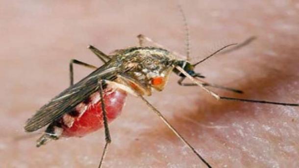 Publicado el informe de malaria del mundo