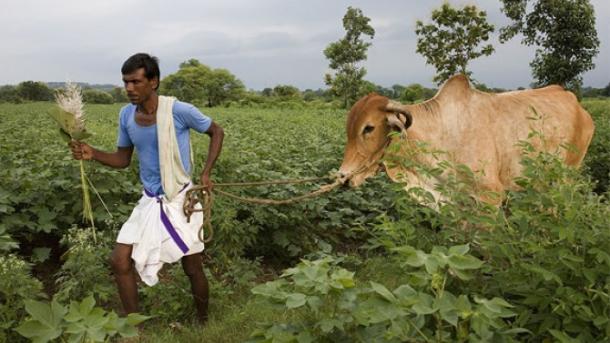 Αυτοκτονούν οι γεωργοί στην Ινδία