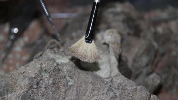 کشف فسیل بسیار قدیمی نوع جدیدی از یک لاک پشت در آمریکا