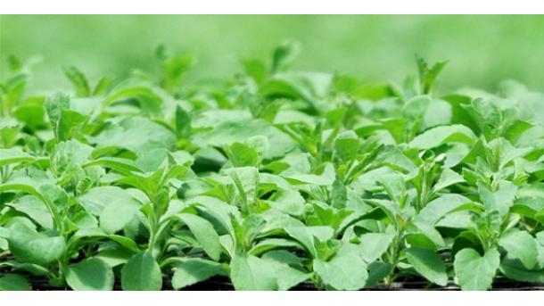Stevia, endulzante natural, ya se produce en Rize 