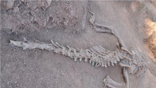 Dos fósiles nuevos en China con 180 millones de años de edad 