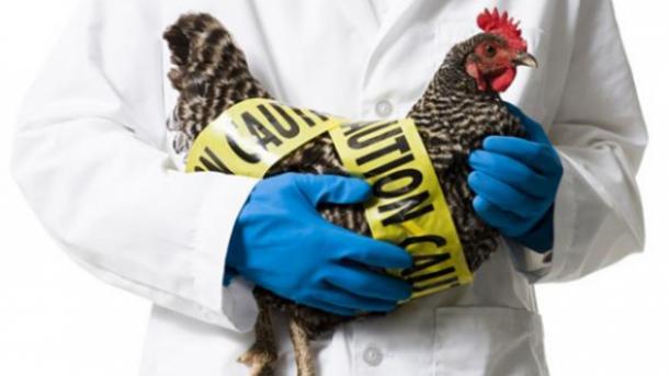 آنفولانزای مرغی در مصر باز هم قربانی گرفت