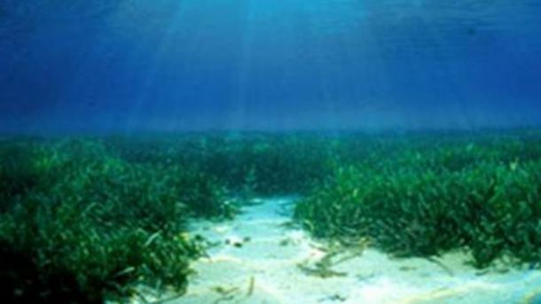 "Példátlan" korallfehéredés sújtja az ausztrál Nagy-korallzátony északi és középső harmadát