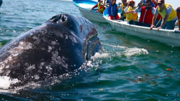 Observación de cetáceos es un ingreso regulado en Guatemala
