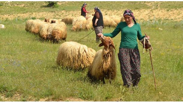 Népszerű a pásztorképzés a nők körében