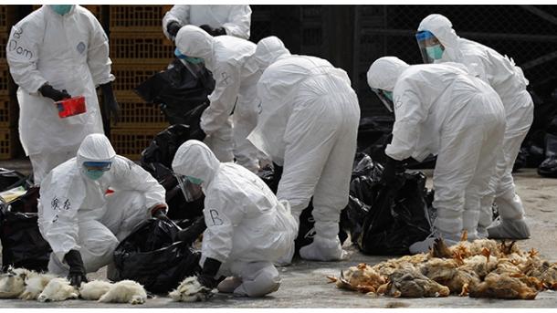 Exportación de aves de corral de Holanda afectada por gripe aviar