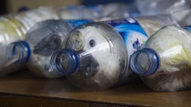 په پلاستيكي بوتلونو كې د ژونديو طوطيانو قاچاق