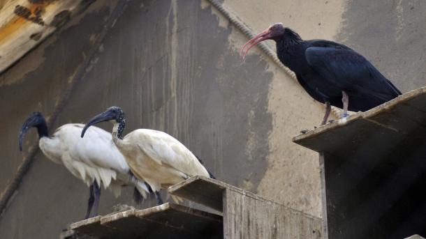 El ibis eremita ya no está bajo la amenaza pero espera más atención