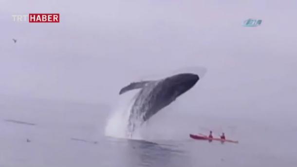 美近海座头鲸腾空跃起场面壮观