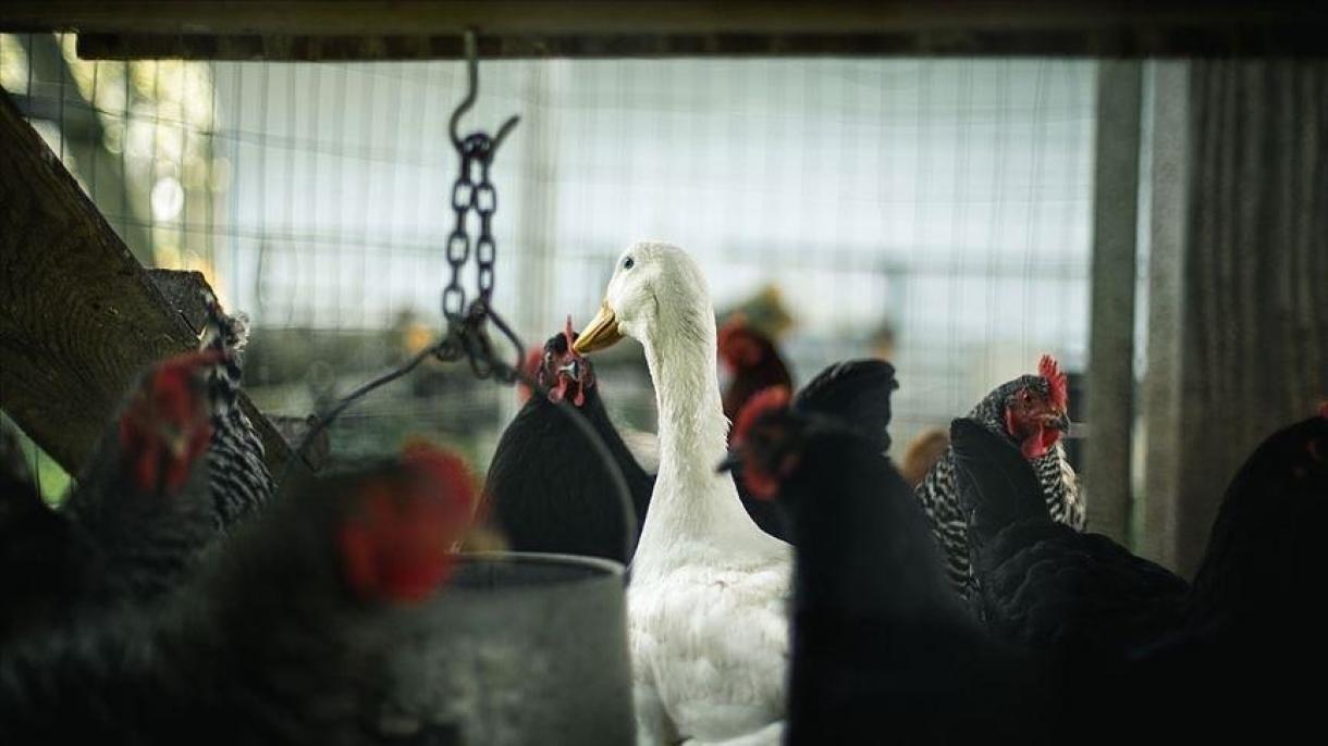 Japánban terjeszkedik madárinfluenza