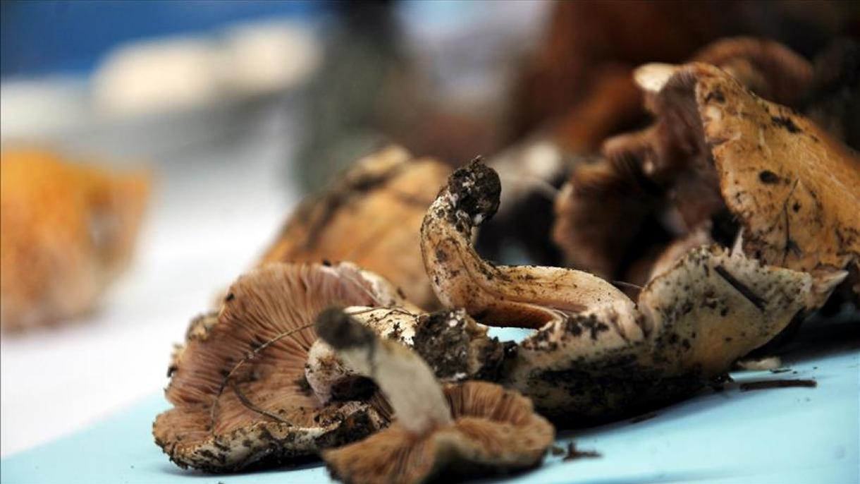 伊朗野蘑菇中毒案死亡人数升至11